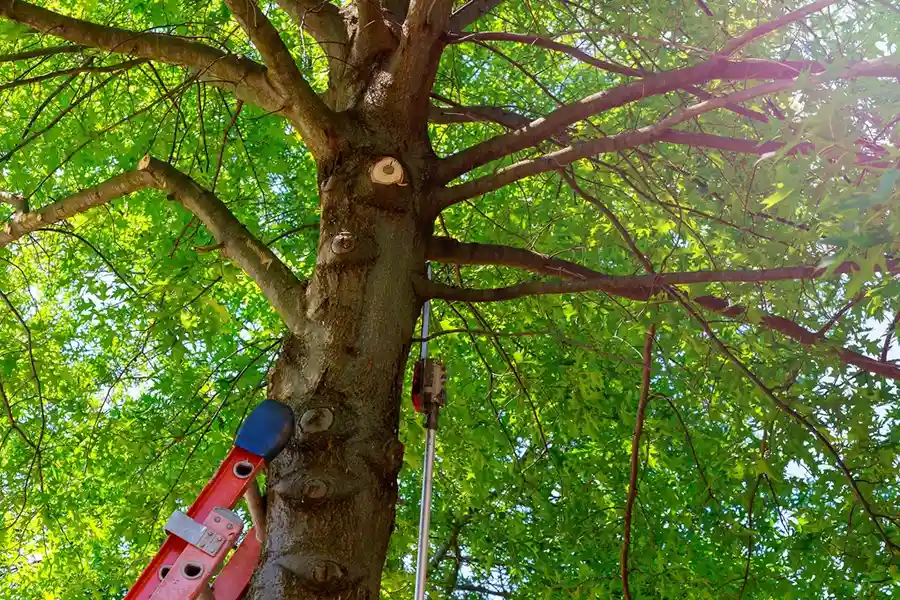 How to Trim a Tree Back in Wildomar, CA
