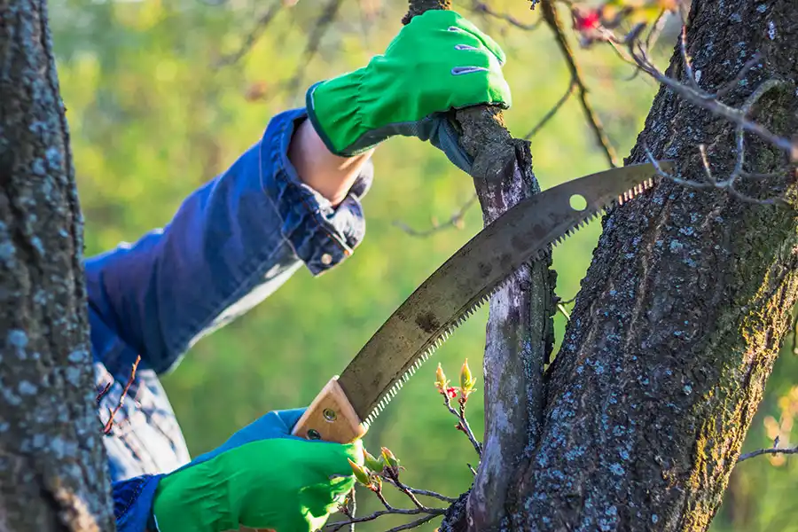 How to Trim a Tree Back Wildomar, CA