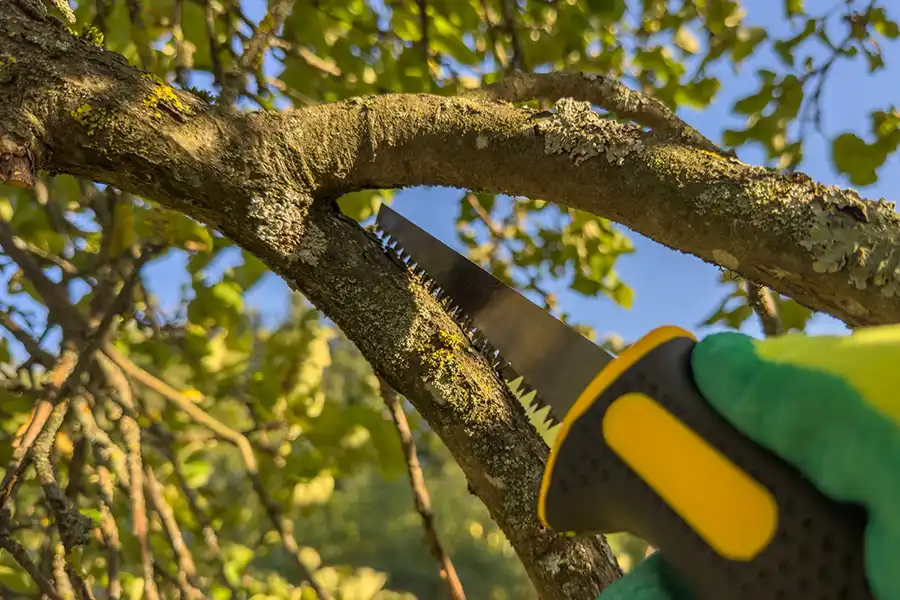 When to Trim a Tree Wildomar, CA